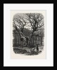 William the Conqueror's Oak, Windsor by Anonymous