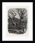 William the Conqueror's Oak, Windsor by Anonymous