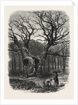 William the Conqueror's Oak, Windsor by Anonymous