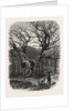 William the Conqueror's Oak, Windsor by Anonymous