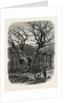 William the Conqueror's Oak, Windsor by Anonymous