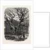 William the Conqueror's Oak, Windsor by Anonymous