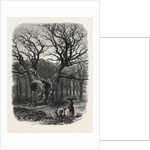 William the Conqueror's Oak, Windsor by Anonymous
