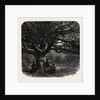 The Watch Oak, Windsor by Anonymous