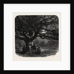 The Watch Oak, Windsor by Anonymous