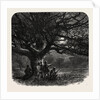 The Watch Oak, Windsor by Anonymous