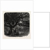 The Watch Oak, Windsor by Anonymous