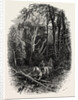 In Cedar Walk, Virginia Water, Windsor by Anonymous