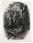In Cedar Walk, Virginia Water, Windsor by Anonymous