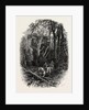 In Cedar Walk, Virginia Water, Windsor by Anonymous