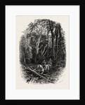 In Cedar Walk, Virginia Water, Windsor by Anonymous
