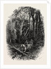 In Cedar Walk, Virginia Water, Windsor by Anonymous