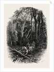 In Cedar Walk, Virginia Water, Windsor by Anonymous