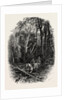 In Cedar Walk, Virginia Water, Windsor by Anonymous