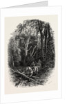 In Cedar Walk, Virginia Water, Windsor by Anonymous