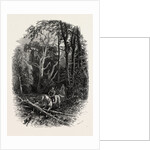 In Cedar Walk, Virginia Water, Windsor by Anonymous