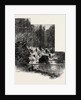 The Cascade, Virginia Water, Windsor by Anonymous