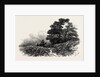 Mountain Path Near Capel Curig, North Wales by Anonymous