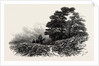 Mountain Path Near Capel Curig, North Wales by Anonymous