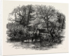 Markeaton Brook, the Dales of Derbyshire, Country by Anonymous