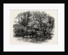 Markeaton Brook, the Dales of Derbyshire, Country by Anonymous