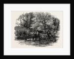 Markeaton Brook, the Dales of Derbyshire, Country by Anonymous