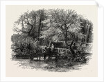 Markeaton Brook, the Dales of Derbyshire, Country by Anonymous
