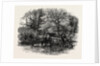 Markeaton Brook, the Dales of Derbyshire, Country by Anonymous