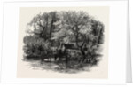 Markeaton Brook, the Dales of Derbyshire, Country by Anonymous