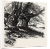 Burnham Beeches, the Forest Scenery of Great Britain by Anonymous