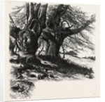 Burnham Beeches, the Forest Scenery of Great Britain by Anonymous