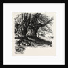 Burnham Beeches, the Forest Scenery of Great Britain by Anonymous