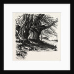 Burnham Beeches, the Forest Scenery of Great Britain by Anonymous