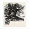 Burnham Beeches, the Forest Scenery of Great Britain by Anonymous