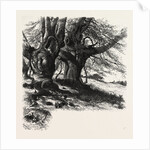 Burnham Beeches, the Forest Scenery of Great Britain by Anonymous