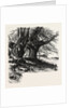 Burnham Beeches, the Forest Scenery of Great Britain by Anonymous