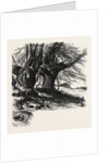 Burnham Beeches, the Forest Scenery of Great Britain by Anonymous
