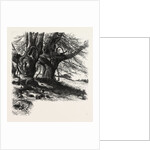 Burnham Beeches, the Forest Scenery of Great Britain by Anonymous