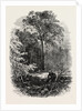 The Victoria Oak, Windsor Forest, the Forest Scenery of Great Britain by Anonymous