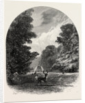 The Chestnuts in Bushey Park, the Forest Scenery of Great Britain by Anonymous