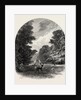 The Chestnuts in Bushey Park, the Forest Scenery of Great Britain by Anonymous