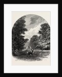 The Chestnuts in Bushey Park, the Forest Scenery of Great Britain by Anonymous