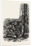 In the New Forest, Near Lyndhurst, the Forest Scenery of Great Britain by Anonymous