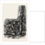 In the New Forest, Near Lyndhurst, the Forest Scenery of Great Britain by Anonymous