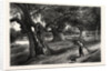 Burnham Beeches by Anonymous