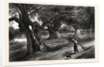 Burnham Beeches by Anonymous
