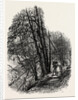 In Cliefden Woods, Scenery of the Thames by Anonymous