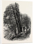 In Cliefden Woods, Scenery of the Thames by Anonymous