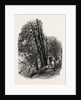 In Cliefden Woods, Scenery of the Thames by Anonymous