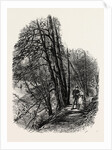 In Cliefden Woods, Scenery of the Thames by Anonymous